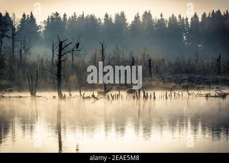 Matin d'automne brumeux à Schwenninger Moos dans la forêt noire allemagne Banque D'Images