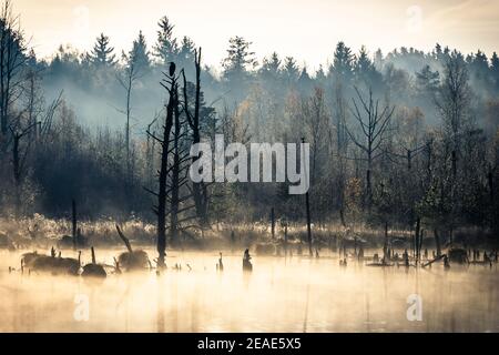 Matin d'automne brumeux à Schwenninger Moos dans la forêt noire allemagne Banque D'Images