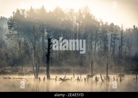 Matin d'automne brumeux à Schwenninger Moos dans la forêt noire allemagne Banque D'Images