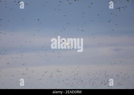 GOÉLAND À PATTES JAUNES (LARUS MICHAHELLIS) Vol en face d'un laponine du Nord (Vanellus vanellus) en vol Banque D'Images