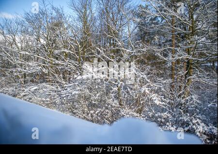 Glasgow, Écosse, Royaume-Uni. 9 février 2021. Photo : une épaisse couverture de neige épaisse couvre le toit d'une maison et bloque les fenêtres en velours qui donnent sur une forêt décidieuse couverte de neige dans le centre de l'Écosse après que Storm Darcy a déposé près d'un pied de neige tombant la nuit sur des chemins de blocage et de remplissage sur les murs, les portes, bennes à roulettes. La nuit précédente a également vu la neige tomber, mais pas autant que la nuit dernière. Les températures glaciales se sont maintenues autour de -1C, la nuit dernière étant la plus froide jusqu'à présent. Crédit : Colin Fisher/Alay Live News Banque D'Images