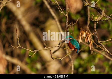 Un Kingfisher perché dans son habitat naturel. Banque D'Images