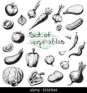 Ensemble de légumes d'esquisse vectorisés à la main. Illustration de l'éco-alimentation.Vector. Illustration de Vecteur
