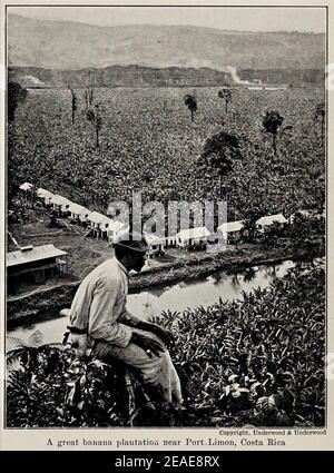 Photographie d'époque d'une grande plantation de bananes près de Port Limon, Costa Rica. Banque D'Images