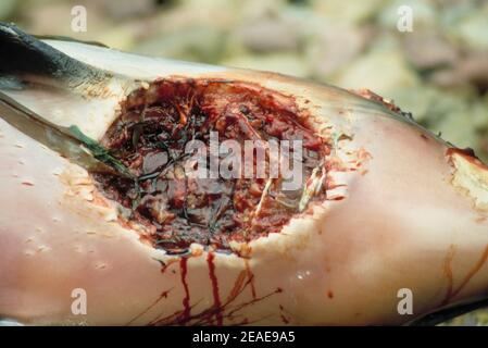 Blessure causée par une morsure de requin sur un marsouin commun (Phocoena phocoena), Royaume-Uni. Banque D'Images