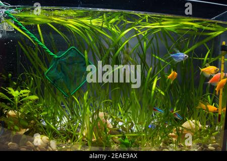 Filet d'atterrissage attrapant des poissons d'aquarium à vendre dans une boutique. Banque D'Images