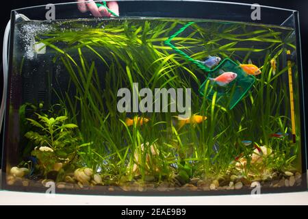 Pêchez des poissons avec filet d'atterrissage dans l'aquarium avec des poissons de couleur et des plantes vertes. Banque D'Images