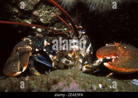 Homarus gammarus (homarus gammarus), un homard commun sortant de son cravice de roche, Royaume-Uni. Banque D'Images