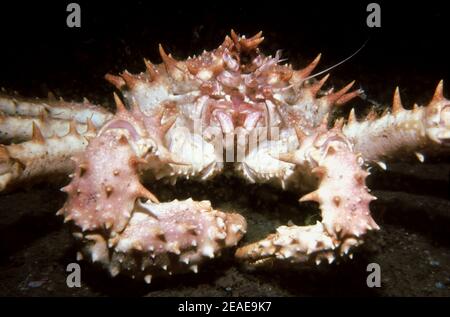 Crabe de pierre du Nord (Lithodes maja) sur les fonds marins, Royaume-Uni. Banque D'Images