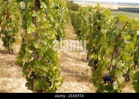 Vignoble sur la pente sud de la colline de Szarsomlyo. Vignobles hongrois. Quartier de Siklos. Banque D'Images