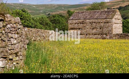 Prairie de foin pleine fleur avec mur de pierre sèche et grange de champ, Muker, Swaledale, parc national de Yorkshire Dales Banque D'Images