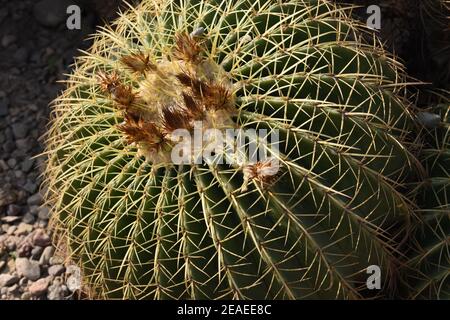 Un seul cactus à baril doré. Banque D'Images