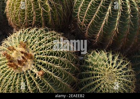 Gros plan de Golden Barrel Cacti. Banque D'Images