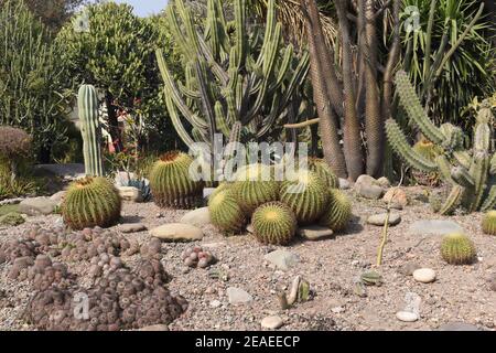 Différents types de cactus et de succulents. Banque D'Images