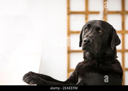 Chien noir se penchait de la fenêtre à la maison. CopySpace. Animal mignon. Chien du Labrador. Banque D'Images