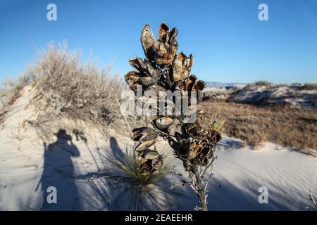 Randonnée dans le paysage désertique des dunes de gypse dans le monument national de White Sands au Nouveau-Mexique, États-Unis. Banque D'Images