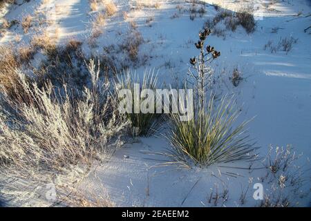 Randonnée dans le paysage désertique des dunes de gypse dans le monument national de White Sands au Nouveau-Mexique, États-Unis. Banque D'Images