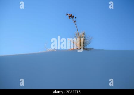 Randonnée dans le paysage désertique des dunes de gypse dans le monument national de White Sands au Nouveau-Mexique, États-Unis. Banque D'Images