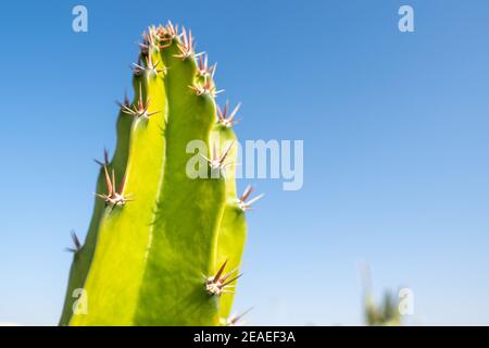 Gros plan lumineux et dynamique d'une branche verte Cactus épiny avec espace de copie bleu ciel. Banque D'Images
