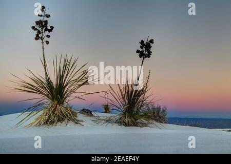 Randonnée dans le paysage désertique des dunes de gypse dans le monument national de White Sands au Nouveau-Mexique, États-Unis. Banque D'Images
