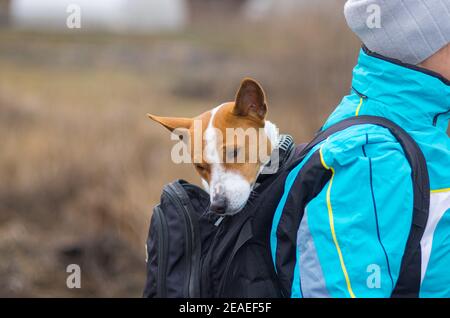 Portrait de curios Basenji chien assis à l'intérieur de maître confortable sac à dos et regarder autour Banque D'Images