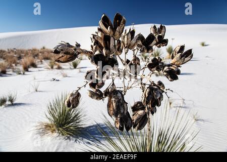 Randonnée dans le paysage désertique des dunes de gypse dans le monument national de White Sands au Nouveau-Mexique, États-Unis. Banque D'Images