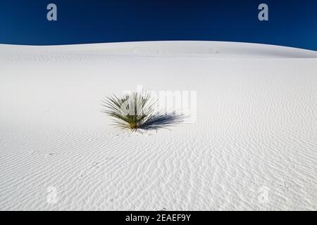 Randonnée dans le paysage désertique des dunes de gypse dans le monument national de White Sands au Nouveau-Mexique, États-Unis. Banque D'Images