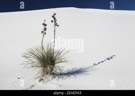 Randonnée dans le paysage désertique des dunes de gypse dans le monument national de White Sands au Nouveau-Mexique, États-Unis. Banque D'Images
