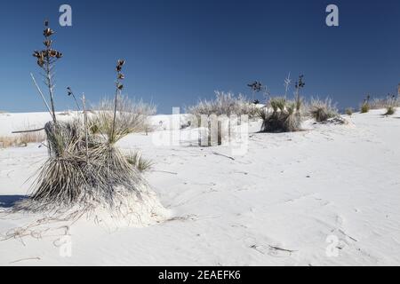 Randonnée dans le paysage désertique des dunes de gypse dans le monument national de White Sands au Nouveau-Mexique, États-Unis. Banque D'Images