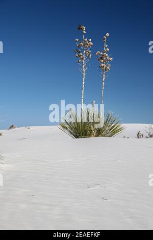 Randonnée dans le paysage désertique des dunes de gypse dans le monument national de White Sands au Nouveau-Mexique, États-Unis. Banque D'Images