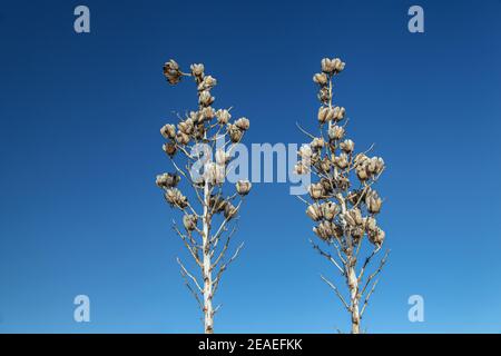 Randonnée dans le paysage désertique des dunes de gypse dans le monument national de White Sands au Nouveau-Mexique, États-Unis. Banque D'Images