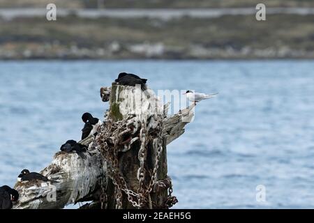 Tern sud-américain, Sterna hirundinacea, sur une épave à Port Stanley, dans les Malouines Banque D'Images