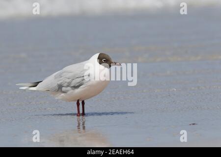 Mouette à capuchon brun, Chericocephalus maculipennis Banque D'Images