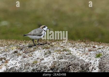 Pluvier à deux bandes, Charadrius falklandicus, vigilant Banque D'Images