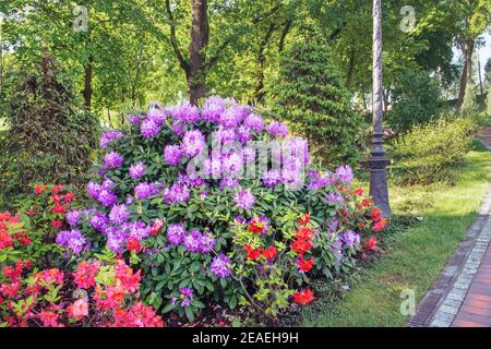 Une belle brousse d'azalée en fleurs dans le parc de Mezhyhirya près de Kiev. Banque D'Images