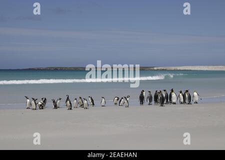 Penguin royal, Aptenodytes patagonicus, avec pingouins magellaniques sur la plage Banque D'Images