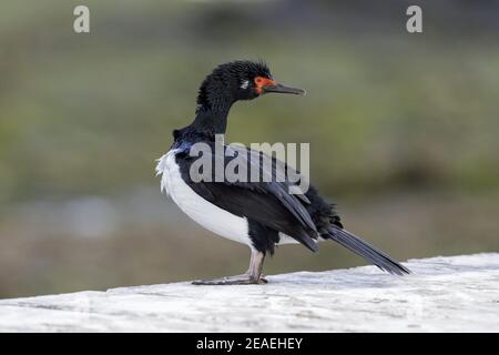 Rock Shag, Phalacrocorax magellanicus, au cours de la séance de préparation Banque D'Images