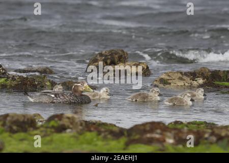 Falkland Steamer Duck, Tachyeres brachypterus, femelle avec des canetons d'alimentation Banque D'Images