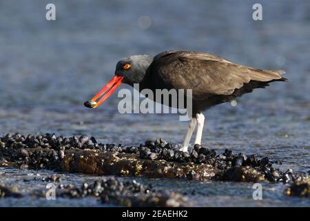 Oystercatcher, Haematopus ater, se nourrissant sur le rivage Banque D'Images