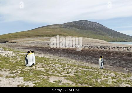 Penguins du roi, Aptenodytes patagonicus, au cou, île de Saunders, Falklands Banque D'Images