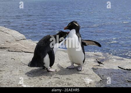 Manchot de Rockhopper méridional, Eudyptes chrysocome, allopréening de paires Banque D'Images