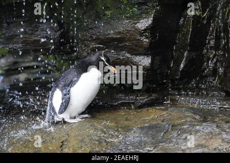 Le Sud Rockhopper Penguin, Eudyptes chrysocome Banque D'Images