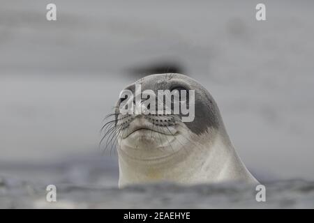 Southern Elephant Seal, Mirounga leonina, jeune femme sur la plage Banque D'Images
