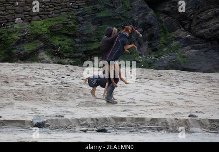 Portreath,Cornwall,9 février 2021,Storm Darcy frappe Portreath à Cornwall, un homme joue et marche deux chiens le long de la plage, Storm Darcy est dit être la bête de l'est 2. La température était de 1C, mais avec le facteur de refroidissement du vent, elle se sentait comme -5C. La prévision sera des vents de rafales et de la neige légère pour le reste de la journée.Credit: Keith Larby/Alamy Live News Banque D'Images