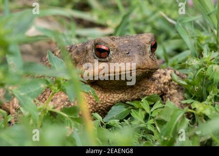 Crapaud commune, (bufo spinosus), promenade dans le jardin, Andalousie, Espagne. Banque D'Images