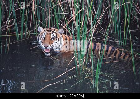 Faune. Nage avec le tigre du Bengale adulte (Panthera tigris tigris). Banque D'Images