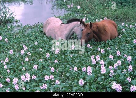 Australie. Queensland. Chevaux dans le lagon. Manger des hyachinthes d'eau (Eichhornia crassipes). Banque D'Images