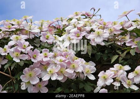 Clematis 'Montana rubens.'Pousse jusqu'à 9 - 10 mètres.Fleurs en mai.A besoin d'un sol humide et fertile.Chalk est bénéfique. Banque D'Images