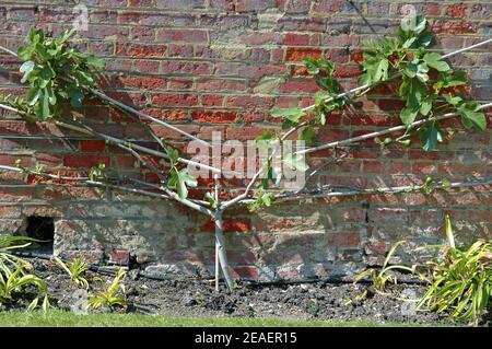 Fig, (Ficus carica) en forme de ventilateur formé contre le mur orienté vers l'ouest. Prospère dans n'importe quel sol bien drainé. La lutte contre les ravageurs et les maladies est rare. Figuiers cultivés Banque D'Images