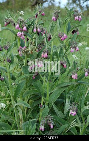 Bleu Comfrey. (Symphytum officinale x uplandicum.) Également connu sous le nom de Knitbone, ou boneset. 'Comfrey' vient du latin 'congresre' pour rassembler. Banque D'Images